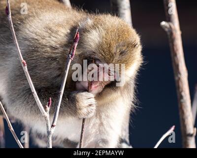 Ein japanischer Makaken, Macaca fuscata, sitzt in einem Baum in Shiga Kogen, einem Skigebiet und Naturschutzgebiet in der Präfektur Nagano, Japan. Stockfoto