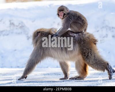 Ein japanischer Makaken, Macaca fuscata, auf der Straße in Shiga Kogen, einem Skigebiet und Naturschutzgebiet in der Präfektur Nagano, Japan. Stockfoto