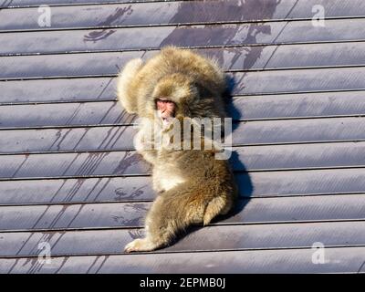 Ein Paar junger japanischer Makaken, Macaca fuscata, spielen auf dem Dach eines kleinen Gebäudes in Shiga Kogen, einem Skigebiet und Naturschutzgebiet in N kämpfen Stockfoto