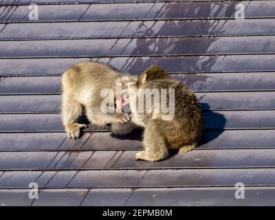 Ein Paar junger japanischer Makaken, Macaca fuscata, spielen auf dem Dach eines kleinen Gebäudes in Shiga Kogen, einem Skigebiet und Naturschutzgebiet in N kämpfen Stockfoto