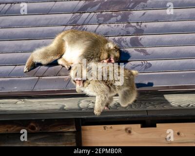 Ein Paar junger japanischer Makaken, Macaca fuscata, spielen auf dem Dach eines kleinen Gebäudes in Shiga Kogen, einem Skigebiet und Naturschutzgebiet in N kämpfen Stockfoto