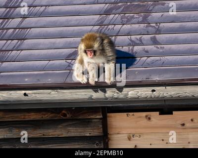Ein Paar junger japanischer Makaken, Macaca fuscata, spielen auf dem Dach eines kleinen Gebäudes in Shiga Kogen, einem Skigebiet und Naturschutzgebiet in N kämpfen Stockfoto