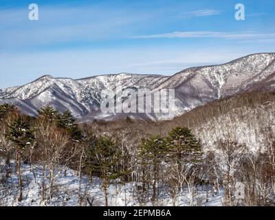 Die verschneiten Wälder der japanischen alpen in der Nähe des Skigebiets Shiga Kogen in der Präfektur Nagano, Japan. Stockfoto