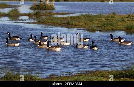 Mehrere Gänse schwimmen in einem Teich mit Sumpfgras in Der Hintergrund Stockfoto