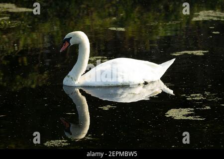 Stummer Schwan (Cygnus olor) Stumme Schwan schwimmt auf dem dunkelgrünen Wasser der Fluss Stockfoto