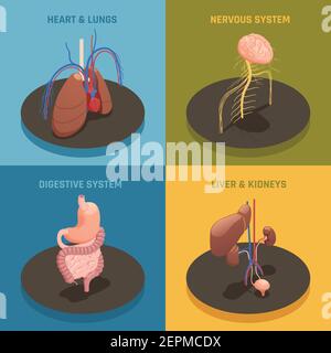 Menschliche innere Organe Anatomie 4 isometrische Symbole Konzept mit Herz Lunge Leber Nierensysteme isoliert Vektor-Illustration Stock Vektor