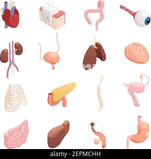 Menschliche Organe Anatomie isometrische Symbole Sammlung mit Herz Leber Lunge Gehirn Magen Blase Darm isoliert Vektor-Illustration Stock Vektor