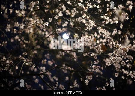 London, England, Großbritannien. Februar 2021, 27th. Der zweite Vollmond von 2021, traditionell bekannt als Schneemond, wird durch einen blühenden Baum in Soho, London, gesehen. Kredit: Tayfun Salci/ZUMA Wire/Alamy Live Nachrichten Stockfoto