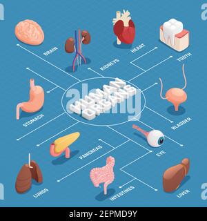 Menschliche Organe Anatomie isometrisches Flussdiagramm mit Bauchspeicheldrüse Magen Leber Herz Augenzahnlunge Gehirn Nieren Vektor-Illustration Stock Vektor