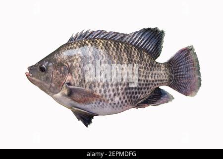 Große reichlich Fett Tilapia Fisch isoliert auf weißem Hintergrund. Stockfoto