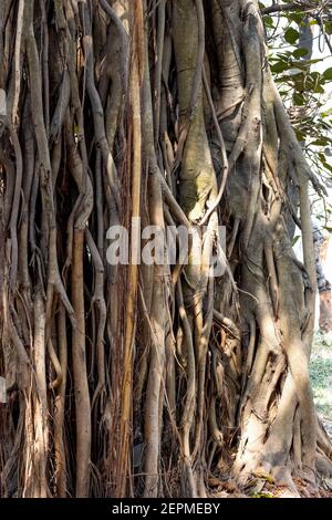 Porträtansicht von alten bot- oder banyan-Bäumen mit großen Wurzeln Nahaufnahme Stockfoto