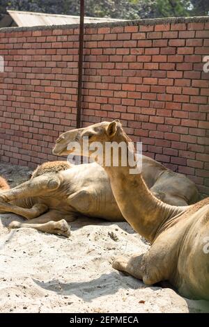 Zwei Kamele in einem Zoo sitzen auf dem Sand Neben der Ziegelmauer Stockfoto