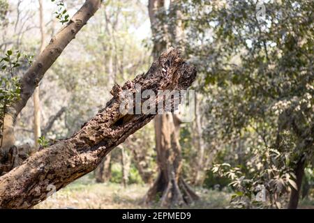 Ein alter toter Baumzweig aus der Nähe im Dschungel Stockfoto