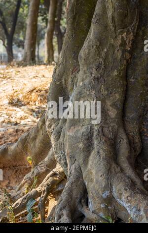 Nahaufnahme eines alten großen Baumstammes mit Wurzeln im Inneren eines Parks Stockfoto