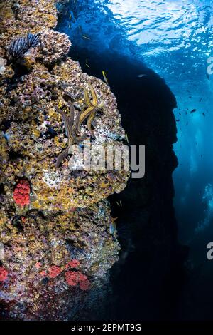 Riffszene von Los Islotes, La Paz, Baja California Sur, Mexiko Stockfoto