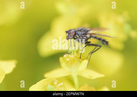 Delia radicum - die Kohlwurzelfliege, Kohlfliege, Wurzelfliege oder Rübenfliege, ist ein kosmopolitischer Schädling der Kulturen, ruht auf Sumpfspurge - Euphorbia palus Stockfoto