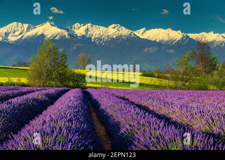 Schöne Sommerlandschaft mit majestätischen Lavendelfeldern und spektakulären schneebedeckten Bergen in Siebenbürgen, Fagaras Berge, Karpaten, Rumänien, EUR Stockfoto