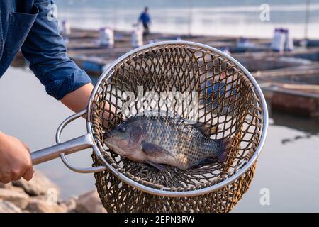 Nahaufnahme Fischer fangen Tilapia Fische, Süßwasserfische, die in Teichen und Käfigen angehoben wurde. Stockfoto