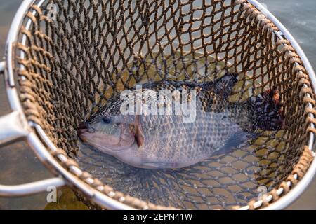 Nahaufnahme Fischer fangen Tilapia Fische, Süßwasserfische, die in Teichen und Käfigen angehoben wurde. Stockfoto