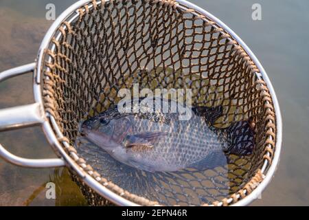 Nahaufnahme Fischer fangen Tilapia Fische, Süßwasserfische, die in Teichen und Käfigen angehoben wurde. Stockfoto