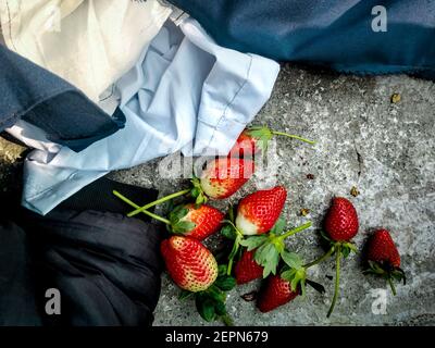 Rote reife Erdbeeren Hintergrund. Nahaufnahme, Draufsicht.Hintergrund von frisch geernteten Erdbeeren, direkt darüber. Stockfoto