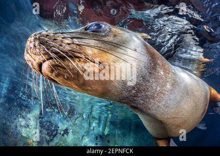 California Sea Lion Schwimmen vorbei in Los Islotes, La Paz, Baja California Sur, Mexiko Stockfoto