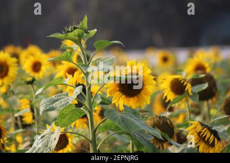 Sonnenblume natürliche Fotoaufnahme im Garten. Ich schieße das aus Garden in Dhaka, Bangladesch Stockfoto