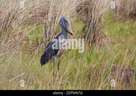 Schuhschnabel, Mabamba-Feuchtgebiet, Uganda, Juli 2016 Stockfoto