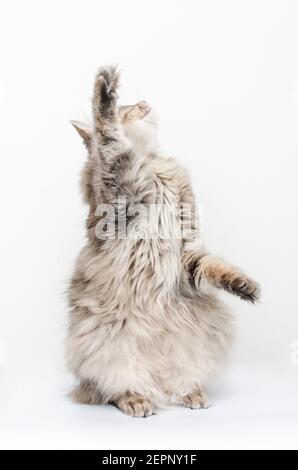 Katze fängt Pfoten isoliert auf weiß Stockfoto