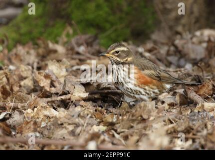 Ein Rotflügler, Turdus iliacus, der unter verfallenden Blättern in Wäldern in Großbritannien auf der Suche nach Nahrung auf dem Boden ist. Stockfoto