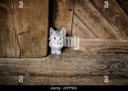 Gestreifte kleine weiße Kätzchen in der Tür versteckt in einem Loch Stockfoto