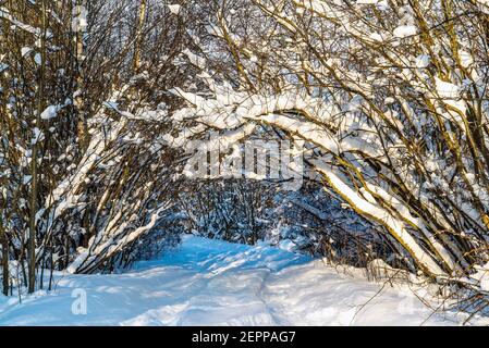 Eine verschneite Straße, die in einen Tunnel von Bäumen unter dem Schnee gebogen geht. Leningrad. Stockfoto