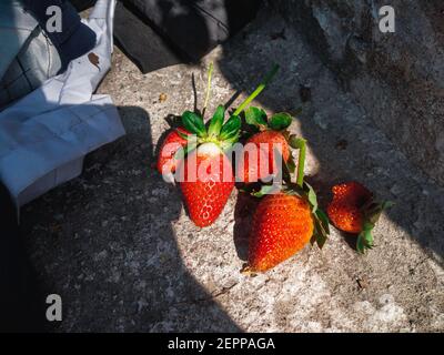 Rote reife Erdbeeren Hintergrund. Nahaufnahme, Draufsicht.Hintergrund von frisch geernteten Erdbeeren, direkt darüber. Stockfoto