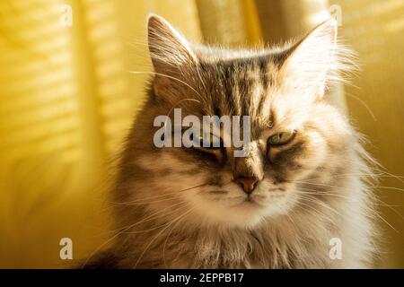 Nahaufnahme Porträt. Katze mit ernsthafteren Ausdruck Stockfoto