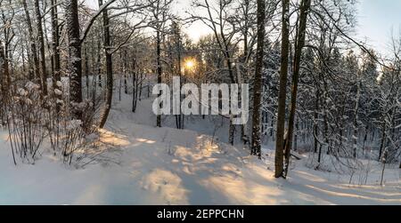 Die Sonne bricht durch die Bäume im Winterwald .Leningrad Region. Stockfoto