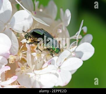 Rose Käfer bug (Cetoniinae) in einer Blüte Stockfoto
