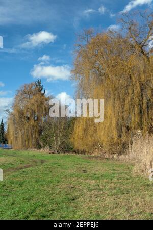 Landschaft mit einer weinenden Weide in Bayern (Deutschland) Stockfoto
