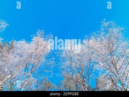 Die Spitzen der Birken im Frost gegen den blauen Himmel an einem sonnigen Tag.Leningrad Region. Stockfoto