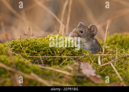 Wühlmaus - Microtus arvalis, kleiner Nagetier aus europäischen Wiesen, Wiesen und Feldern, Zlin, Tschechische Republik. Stockfoto