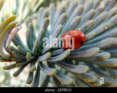 Nahaufnahme eines Marienkäfer auf den blaugrauen Nadeln Von einem Tannenbaum Stockfoto