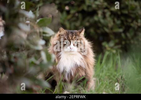 Schöne flauschige Katze mit sehr langen Schnurrhaaren und Augenbrauen sitzen Im Garten Stockfoto
