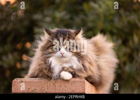 Schöne flauschige Katze mit sehr langen Schnurrhaaren und Augenbrauen suchen An der Kamera Stockfoto