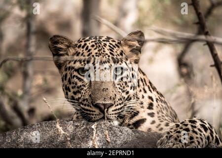 Fine Art Bild von männlichen Leoparden oder Panther Porträt aus Wild während Tier Wildlife Safari im Wald von Zentral-indien - panthera pardus fusca Stockfoto