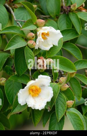 Stewartia pseudocamellia. Japanische stewartia. Koreanische stewartia, Natsu-tsubaki, Laubkamelie oder stewartia. Weiße Blüten Stockfoto