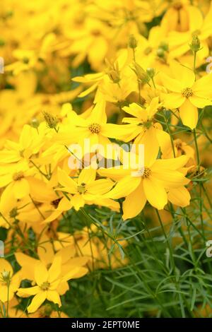 Coreopsis verticillata 'Grandiflora'. Tickseed 'Grandiflora' Coreopsis. Synonym; Coreopsis verticillata 'Goldene Dusche' Stockfoto