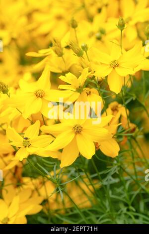 Coreopsis verticillata 'Grandiflora'. Tickseed 'Grandiflora' Coreopsis. Synonym; Coreopsis verticillata 'Goldene Dusche' Stockfoto