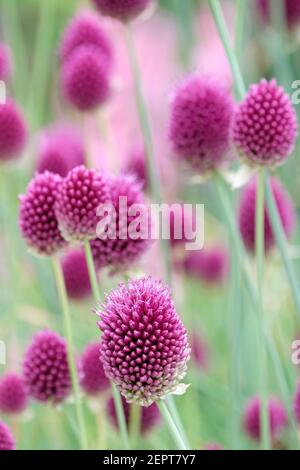 Allium sphaerocephalon. Drumstick Allium, Knoblauch mit rundem Kopf, Lauch mit rundem Kopf. Synonyme - Allium cilicicicum, Allium descendens Stockfoto