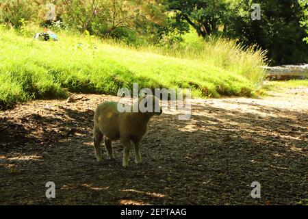 Schafe auf dem Gebiet des Gutshofes Restormel Stockfoto