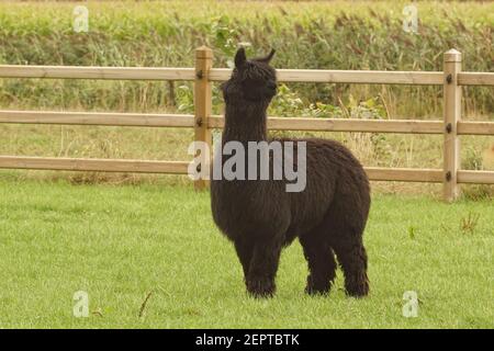 Ganzkörperaufnahme eines schwarzen behaarten Alpaca, Vicugna Pacos auf Gras Stockfoto