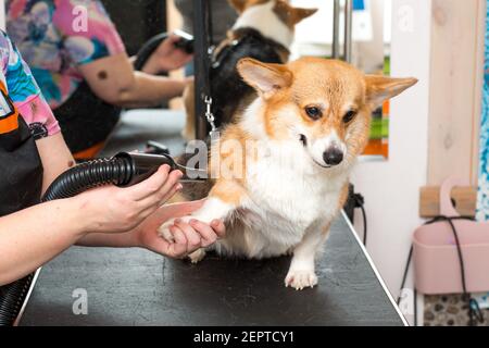 Dog Corgi Trocknen Pet Grooming und Frisur Konzept Stockfoto